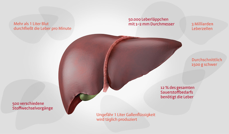 Illustration mit Informationen zur Leber